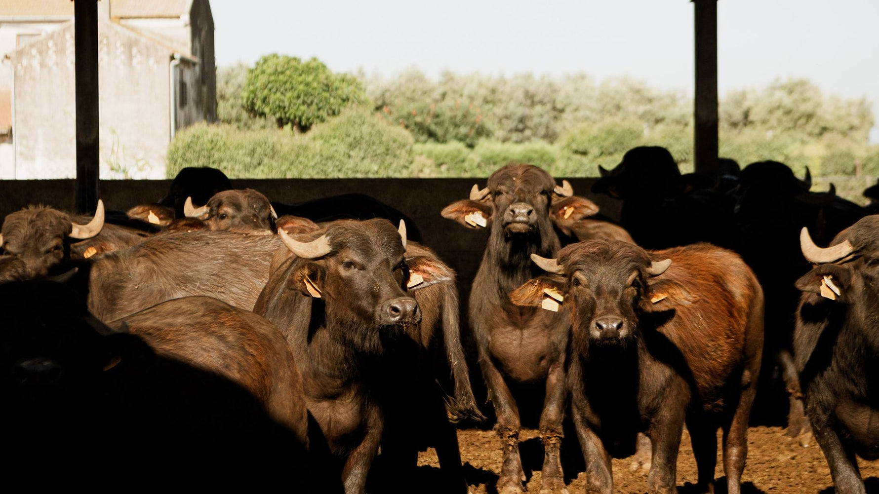 La Bufala Mediterranea Italiana: gioiello della tradizione casearia