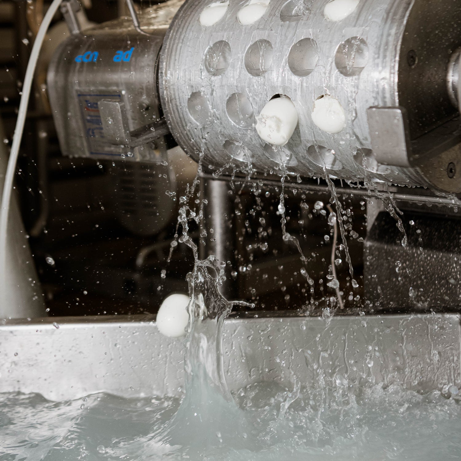 Mozzarelle appena formate in uscita da un macchinario di produzione in un caseificio artigianale.